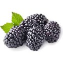 boysenberry