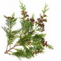 cedar