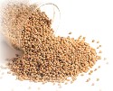 sorghum